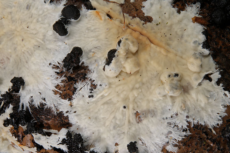 Phanerochaete velutina